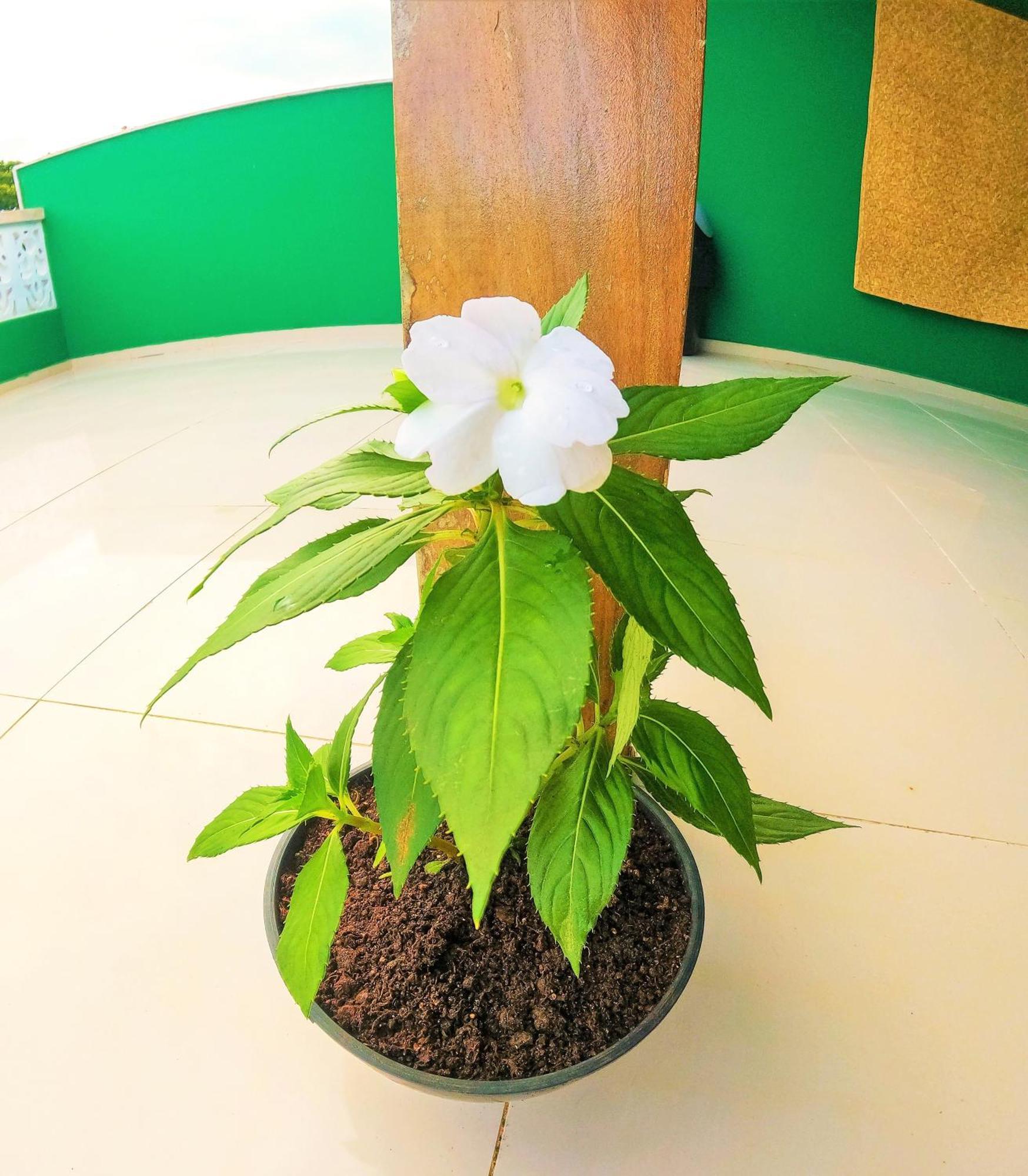 Praieira Hostel&Pousada Itacare Ngoại thất bức ảnh